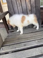Boss, a male Collie for sale in Charlestown, IN – 3 of 5