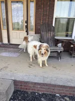 Boss, a male Collie for sale in Charlestown, IN – 5 of 5