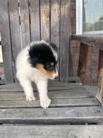 Tea Cup, a female Collie for sale in Charlestown, IN – 2 of 5