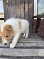 Ralf, a male Collie for sale in Charlestown, IN – 2 of 5