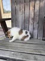 Sofie, a female Collie for sale in Charlestown, IN – 2 of 5