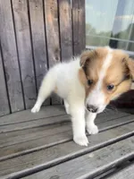FRED, a male Collie for sale in Charlestown, IN – 2 of 5