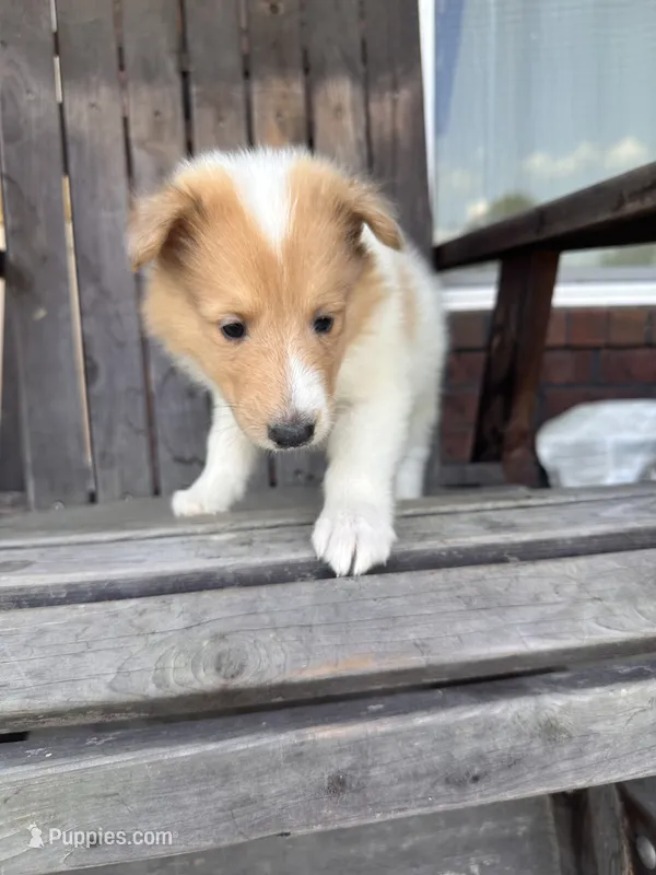 Ralf – Collie puppy for sale in Charlestown, IN