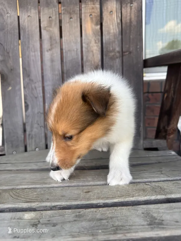 Rufus – Collie puppy for sale in Charlestown, IN