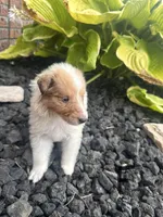 molly, a female Collie for sale in Charlestown, IN – 4 of 6