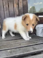 Ralf, a male Collie for sale in Charlestown, IN – 3 of 5