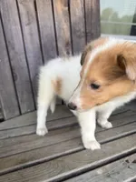Boss, a male Collie for sale in Charlestown, IN – 2 of 5