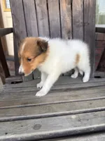 Rufus, a male Collie for sale in Charlestown, IN – 5 of 5