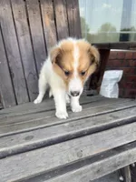 FRED, a male Collie for sale in Charlestown, IN – 3 of 5