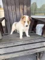 Mook, a male Collie for sale in Charlestown, IN – 1 of 5
