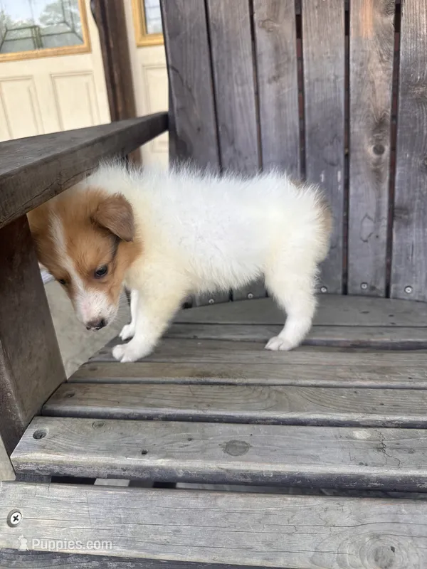 FRED – Collie puppy for sale in Charlestown, IN