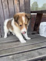 Sofie, a female Collie for sale in Charlestown, IN – 3 of 5