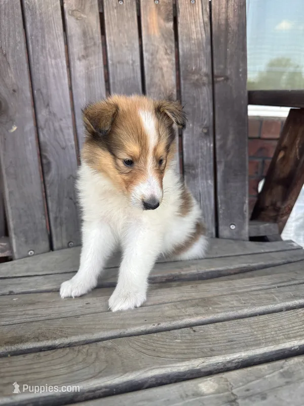 Sofie – Collie puppy for sale in Charlestown, IN