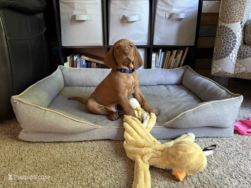 Baby Boy Blue  – Vizsla puppy for sale in Cape May Court House, NJ