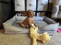 Baby Boy Blue , a male Vizsla for sale in Cape May Court House, NJ – 1 of 2