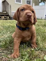 Baby Boy Blue , a male Vizsla for sale in Cape May Court House, NJ – 2 of 2