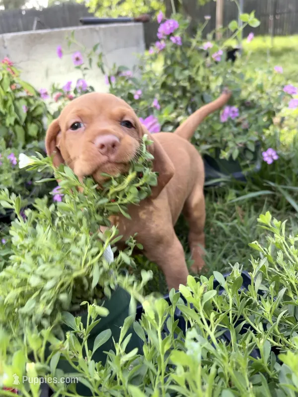 Little Red – Vizsla puppy for sale in Cape May Court House, NJ