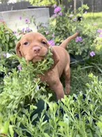 Little Red, a female Vizsla for sale in Cape May Court House, NJ – 1 of 2