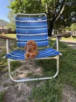 Little Red, a female Vizsla for sale in Cape May Court House, NJ – 2 of 2