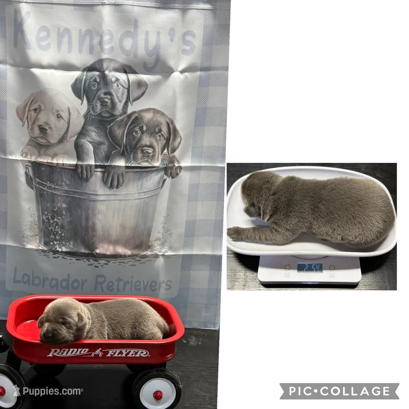 Top Dollar  – Labrador Retriever puppy for sale in Pink Hill, NC