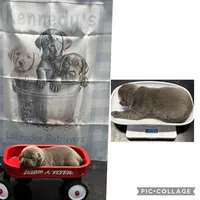 Top Dollar , a female Labrador Retriever for sale in Pink Hill, NC – 1 of 4