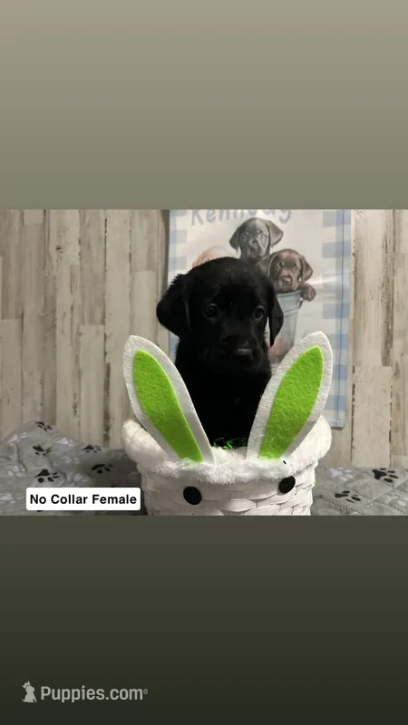 Cara  – Labrador Retriever puppy for sale in Pink Hill, NC