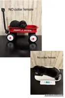 Cara , a female Labrador Retriever for sale in Pink Hill, NC – Photo 3 of 3