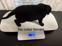 Cara , a female Labrador Retriever for sale in Pink Hill, NC – Photo 2 of 3