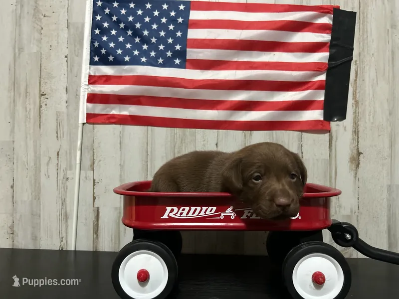 Penny  – Labrador Retriever puppy for sale in Pink Hill, NC
