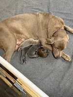 Top Dollar , a female Labrador Retriever for sale in Pink Hill, NC – 2 of 3