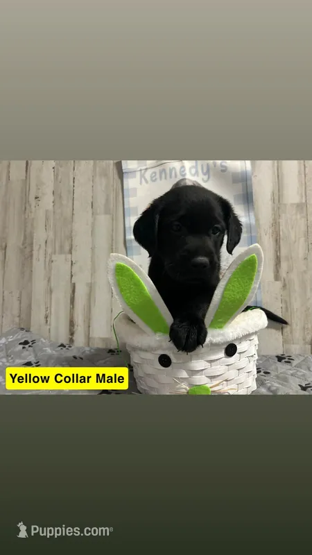 Rock  – Labrador Retriever puppy for sale in Pink Hill, NC