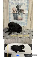 Rock , a male Labrador Retriever for sale in Pink Hill, NC – Photo 2 of 2