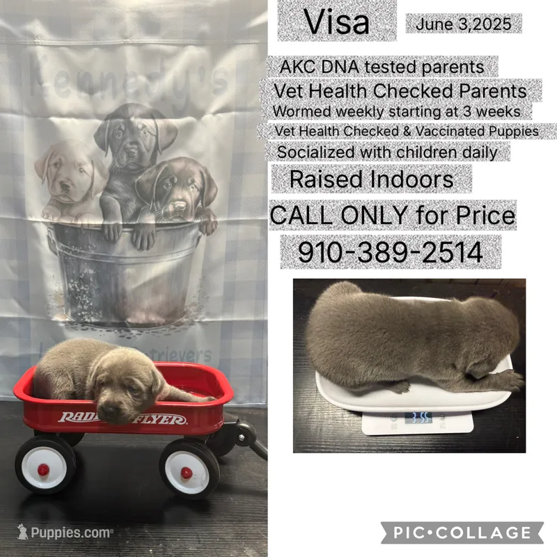 Visa – Labrador Retriever puppy for sale in Pink Hill, NC