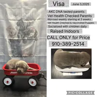 Visa, a female Labrador Retriever for sale in Pink Hill, NC – 1 of 6