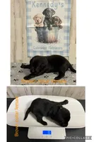 Bella , a female Labrador Retriever for sale in Pink Hill, NC – Photo 3 of 3