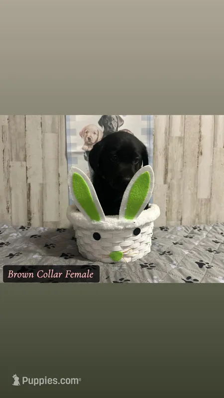 Bella  – Labrador Retriever puppy for sale in Pink Hill, NC