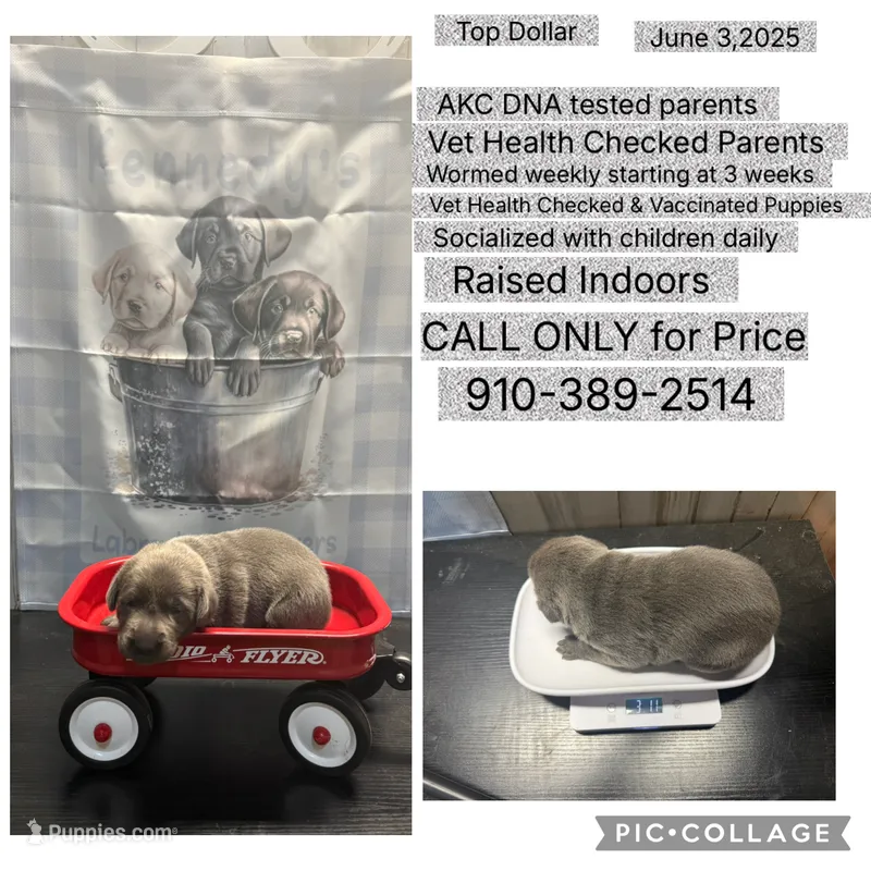 Top Dollar  – Labrador Retriever puppy for sale in Pink Hill, NC