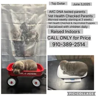 Top Dollar , a female Labrador Retriever for sale in Pink Hill, NC – 1 of 3