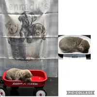 Visa , a female Labrador Retriever for sale in Pink Hill, NC – 1 of 3