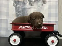 Penny , a female Labrador Retriever for sale in Pink Hill, NC – 3 of 6