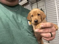 Beretta , a female Labrador Retriever for sale in Pink Hill, NC – Photo 3 of 5