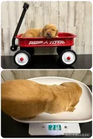 Beretta , a female Labrador Retriever for sale in Pink Hill, NC – Photo 5 of 5