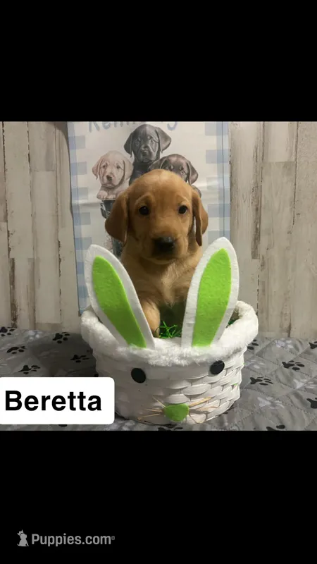 Beretta  – Labrador Retriever puppy for sale in Pink Hill, NC