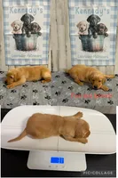 Beretta , a female Labrador Retriever for sale in Pink Hill, NC – Photo 4 of 5