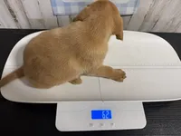 Beretta , a female Labrador Retriever for sale in Pink Hill, NC – Photo 2 of 5