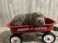 Remi , a male Labrador Retriever for sale in Pink Hill, NC – Photo 2 of 2