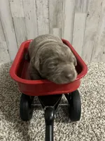 Remi , a male Labrador Retriever for sale in Pink Hill, NC – Photo 1 of 2