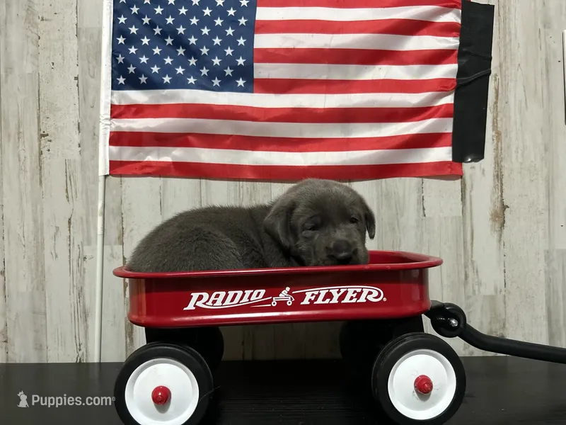 Top Dollar – Labrador Retriever puppy for sale in Pink Hill, NC