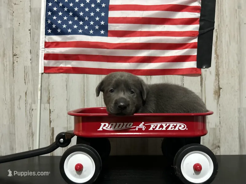 Visa  – Labrador Retriever puppy for sale in Pink Hill, NC