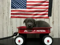 Visa , a female Labrador Retriever for sale in Pink Hill, NC – 1 of 5